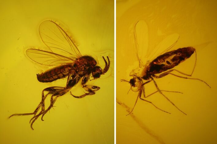 Two Fossil Flies (Diptera) In Baltic Amber #150706